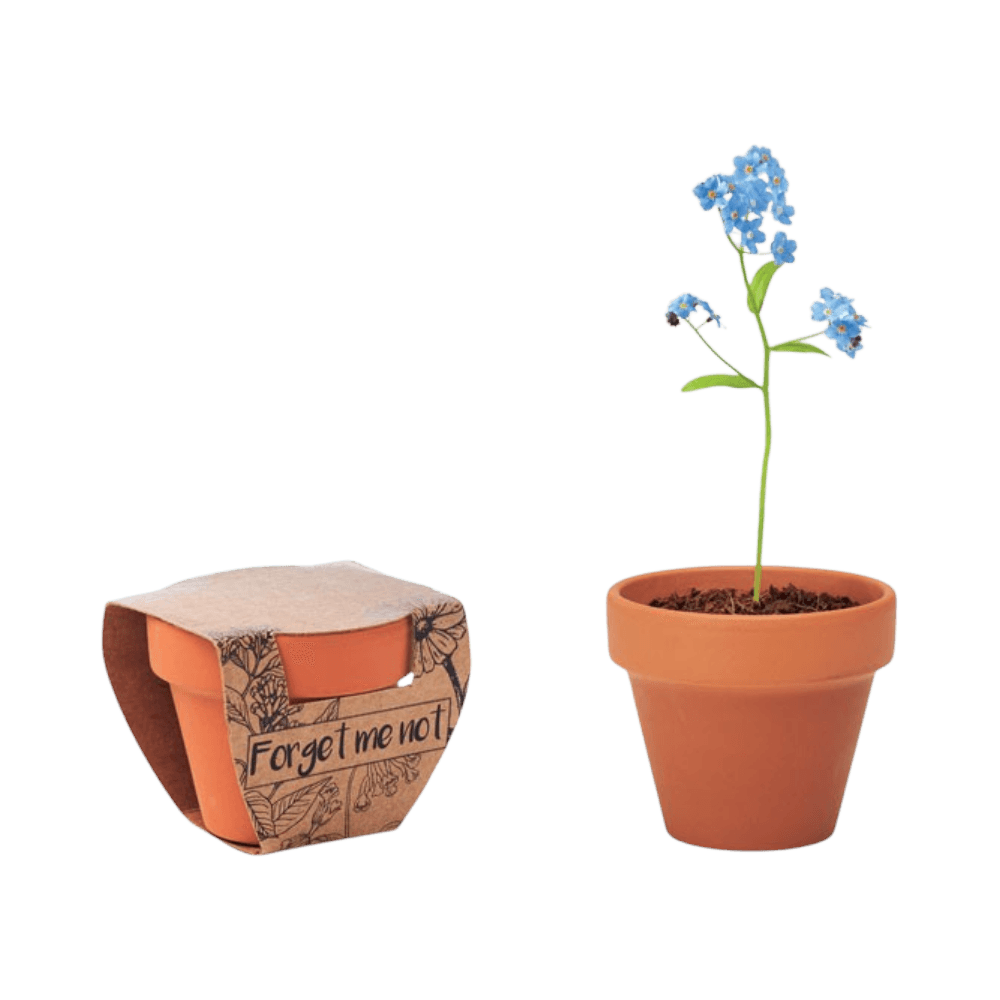 Terracotta Pot with 'Forget Me Not' Seeds
